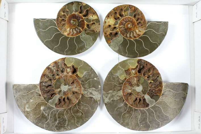 Lot: - Cut Ammonite Pairs (Grade B/C) - Pairs #101583